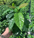 6" Coffee 